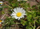 Bellis perennis (2014, June 24)