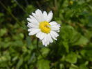 Bellis perennis (2014, June 24)