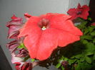 Red Petunia (2014, June 25)