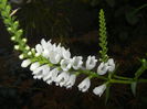 Physostegia virginiana Alba ('14,Jun.25)