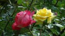 DSC02687