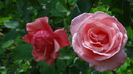 DSC02688