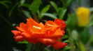 DSC02727