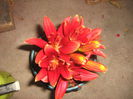 lilium  caravita 001