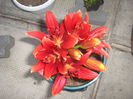 lilium  caravita 002