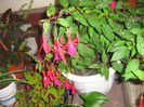 fuchsii