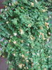 lonicera japonica 003