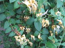 lonicera japonica 002