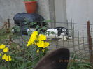 Picture 239