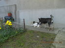 Picture 237