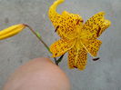 IMG_20140701_165011