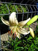 IMG_20140701_165518