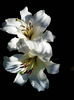 IMG_20140701_170358