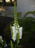 Physostegia virginiana Alba ('14,Jun.27)