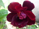 nigrete