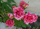 pink intuition