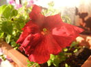 Red Petunia (2014, July 01)