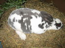Femela 1 Rex Pitic Dalmatian