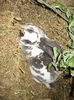 Femela 1 Rex Pitic Dalmatian