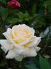 DSCN8472