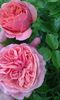 Chippendale Rose -Tantau
