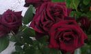 Black Baccara