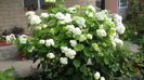 6hortensia