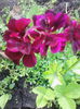 IMG_20140702_183950