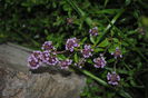 cimbrisor de camp(thymus serphyllum)