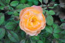Lady Emma Hamilton, 4 iulie