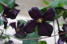 clematis Romantika