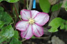 clematis Betty Risdon
