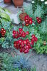 Bienenweide Rot, 3 iulie