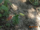 DSC03455