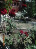 DSC03460