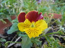 Pansy (2014, July 01)