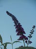 Buddleja Border Beauty (2014, Jun.27)