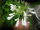 agapanthus alb