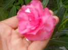 leandru roz dublu