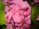 Hydrangea macrophylla (2014, June 27)