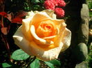 IMG_20140701_083646