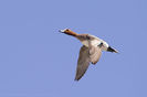 eurasian wigeon poza net