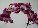 DSCN4098