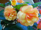 DSCN4187_101