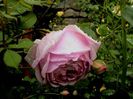Alan Titchmarsh (2)