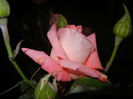Bright Salmon Rose (2014, June 06)