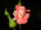 Bright Salmon Rose (2014, June 06)