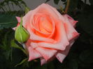 Bright Salmon Rose (2014, June 07)