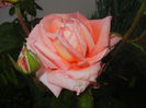 Bright Salmon Rose (2014, June 07)