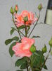 Bright Salmon Rose (2014, June 07)